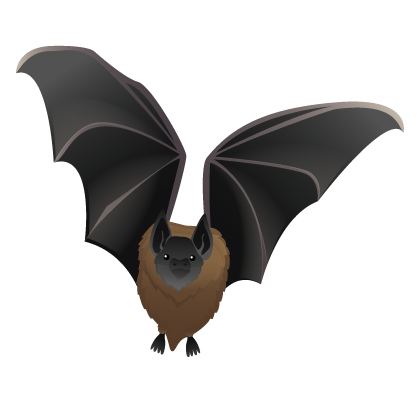 bat.jpg