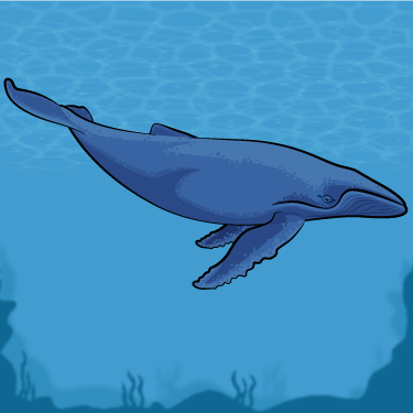 whale.png