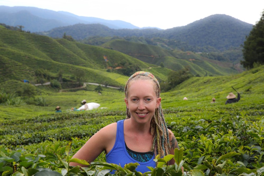 photo from Cameron Highlands, Malaysia.jpeg