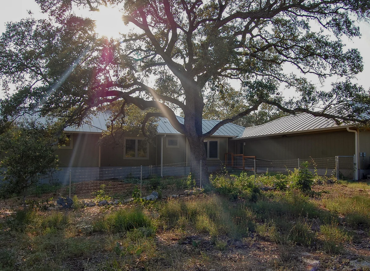 15Tree.jpg