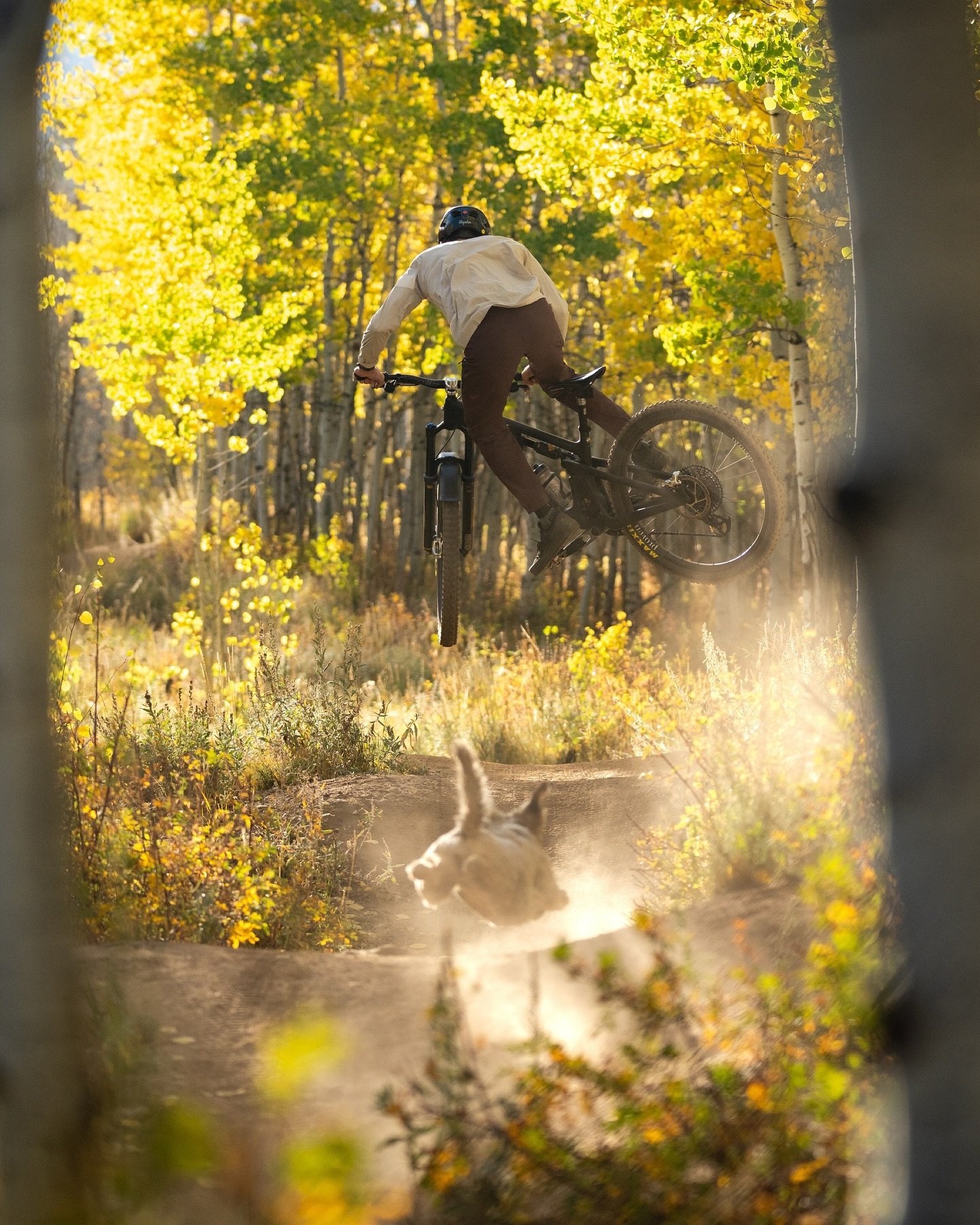 These fresh @raphamtb Fall Colors definitely get Myrtle&rsquo;s stamp of approval 🐶✅

📸: @danecroninphoto #raphamtb #yeticycles