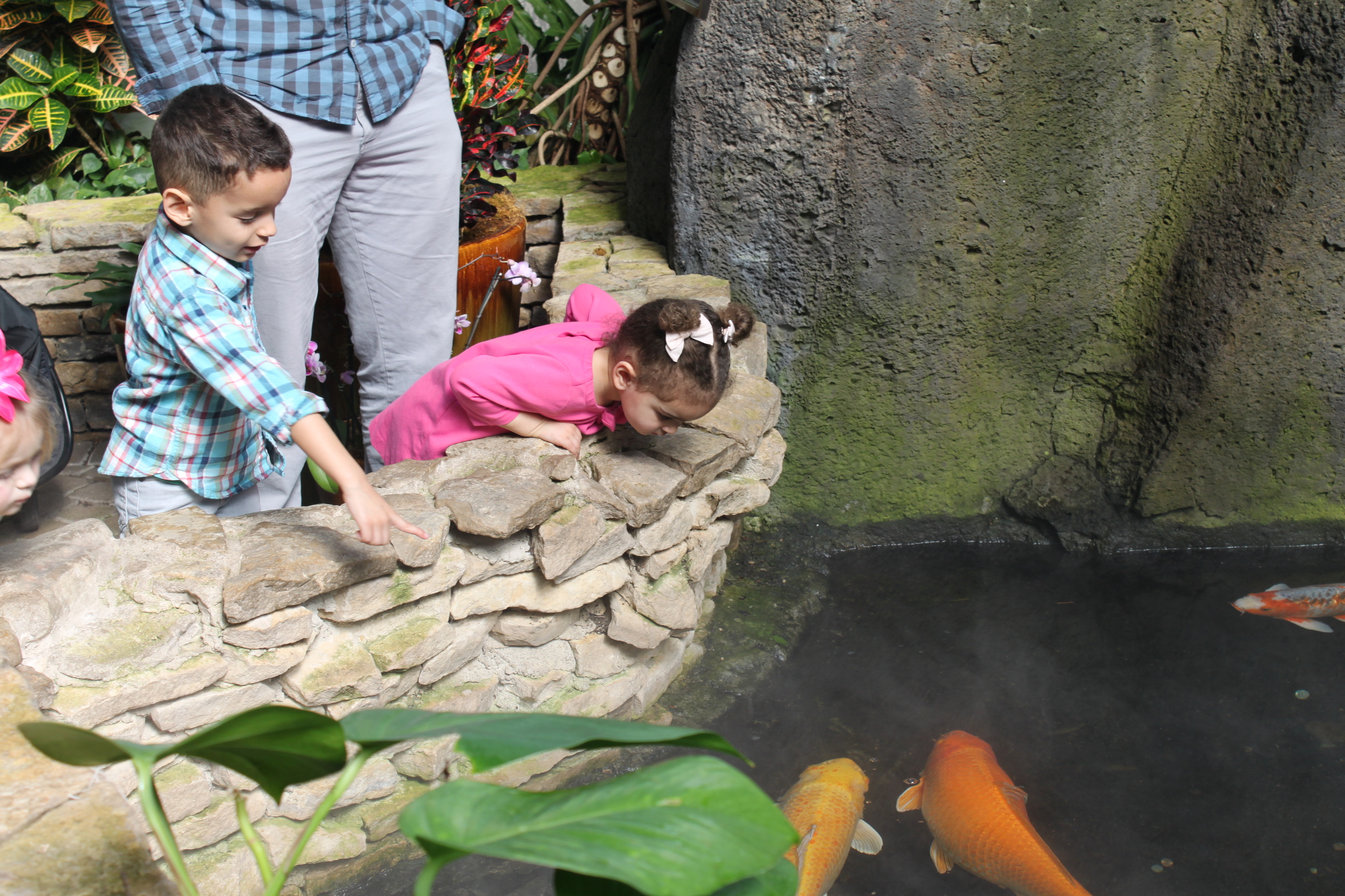Koi fish in the Pacific Island Water Garden