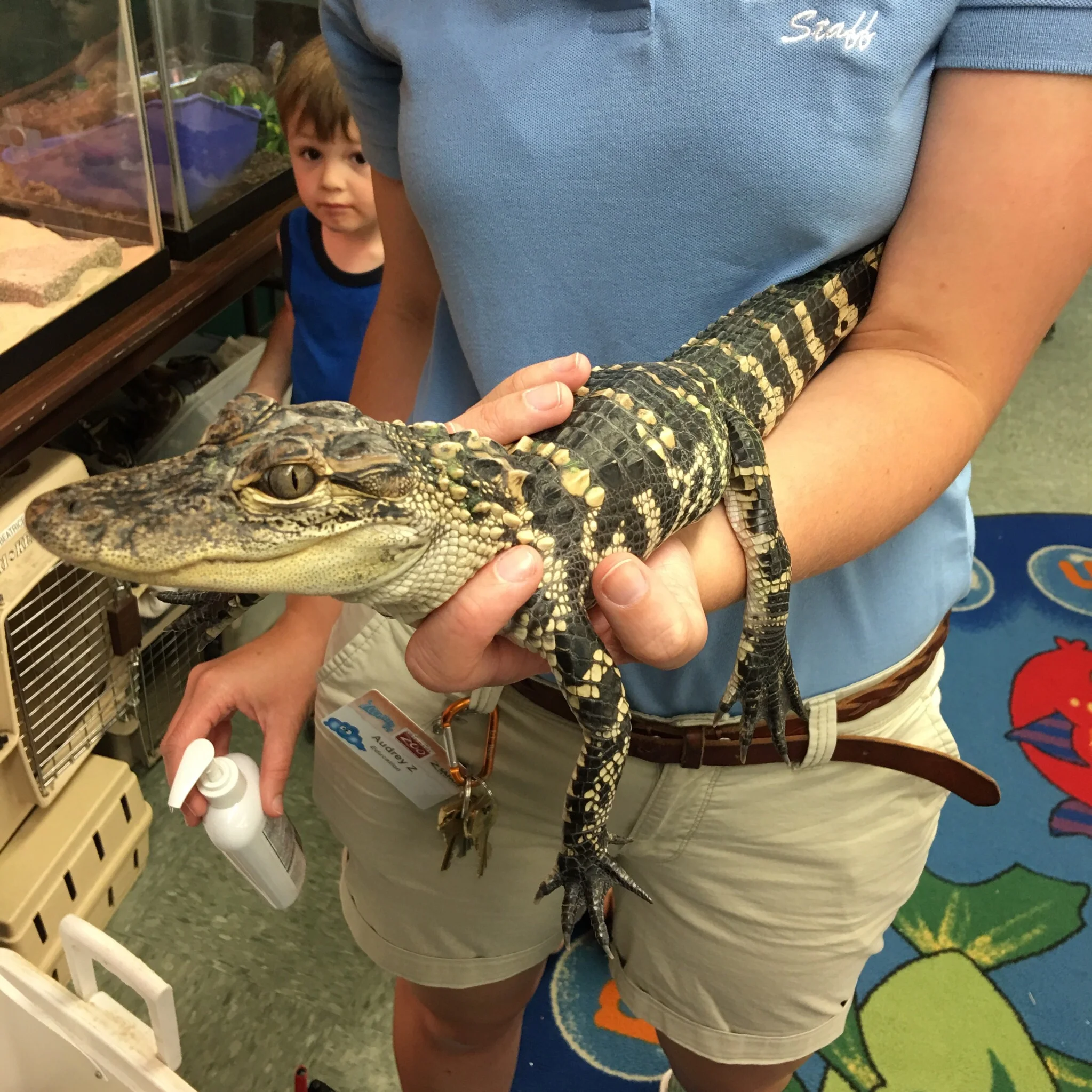 Everyone pet the alligator!