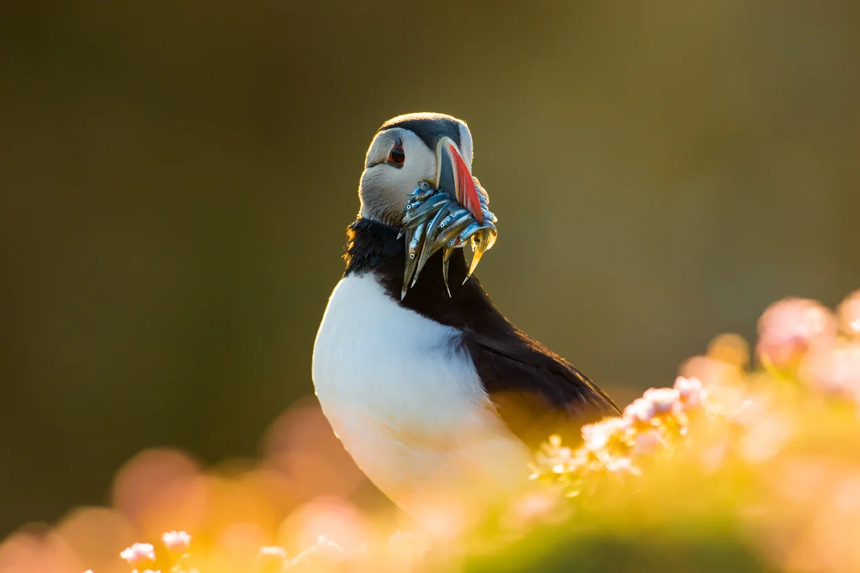 Puffin_05.jpg