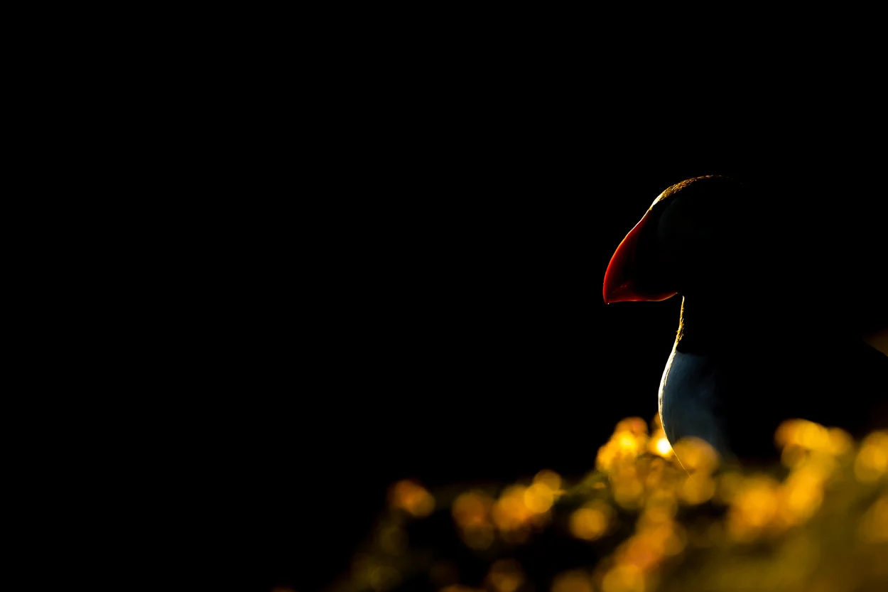 Puffin_09.jpg