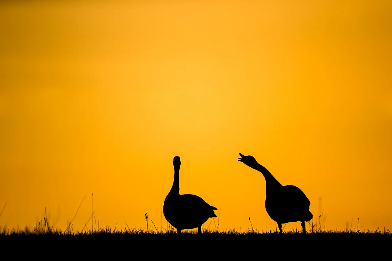 canada-geese_17.jpg