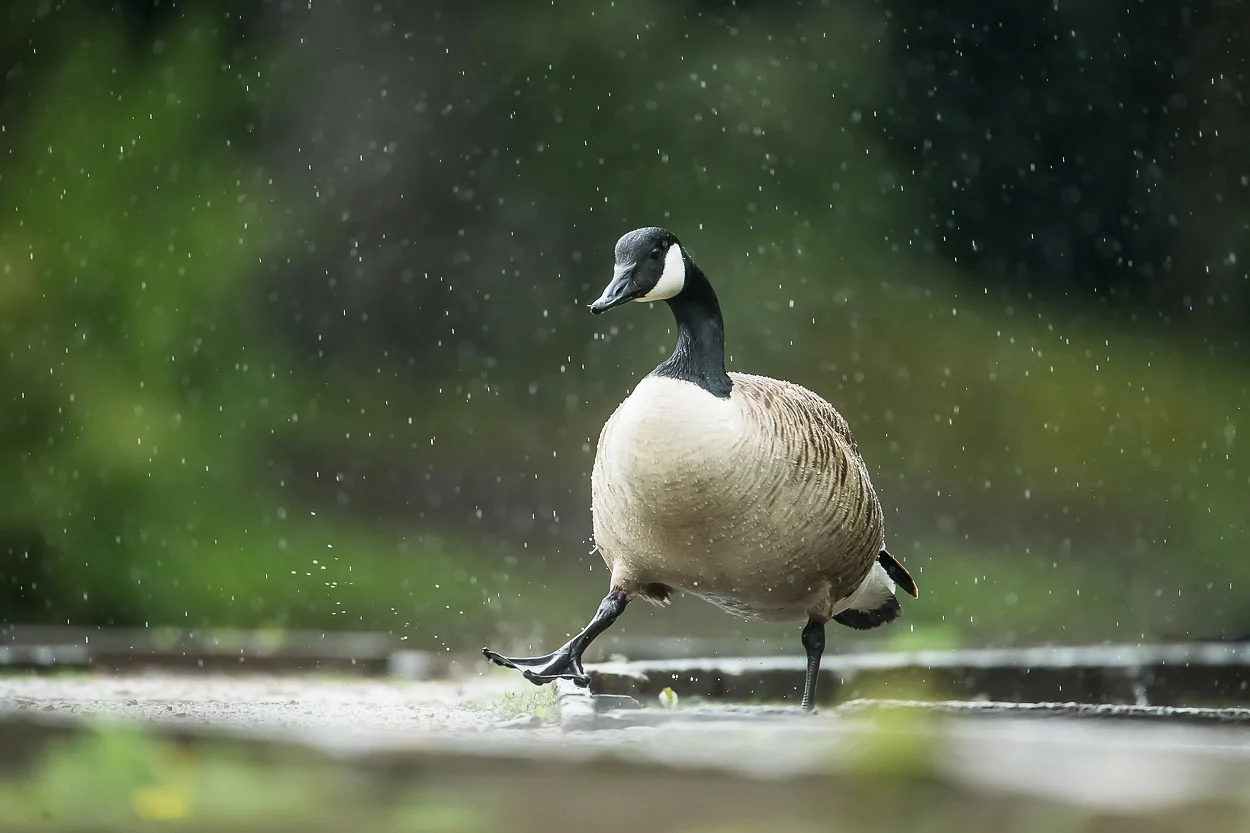 canada-geese_10.jpg