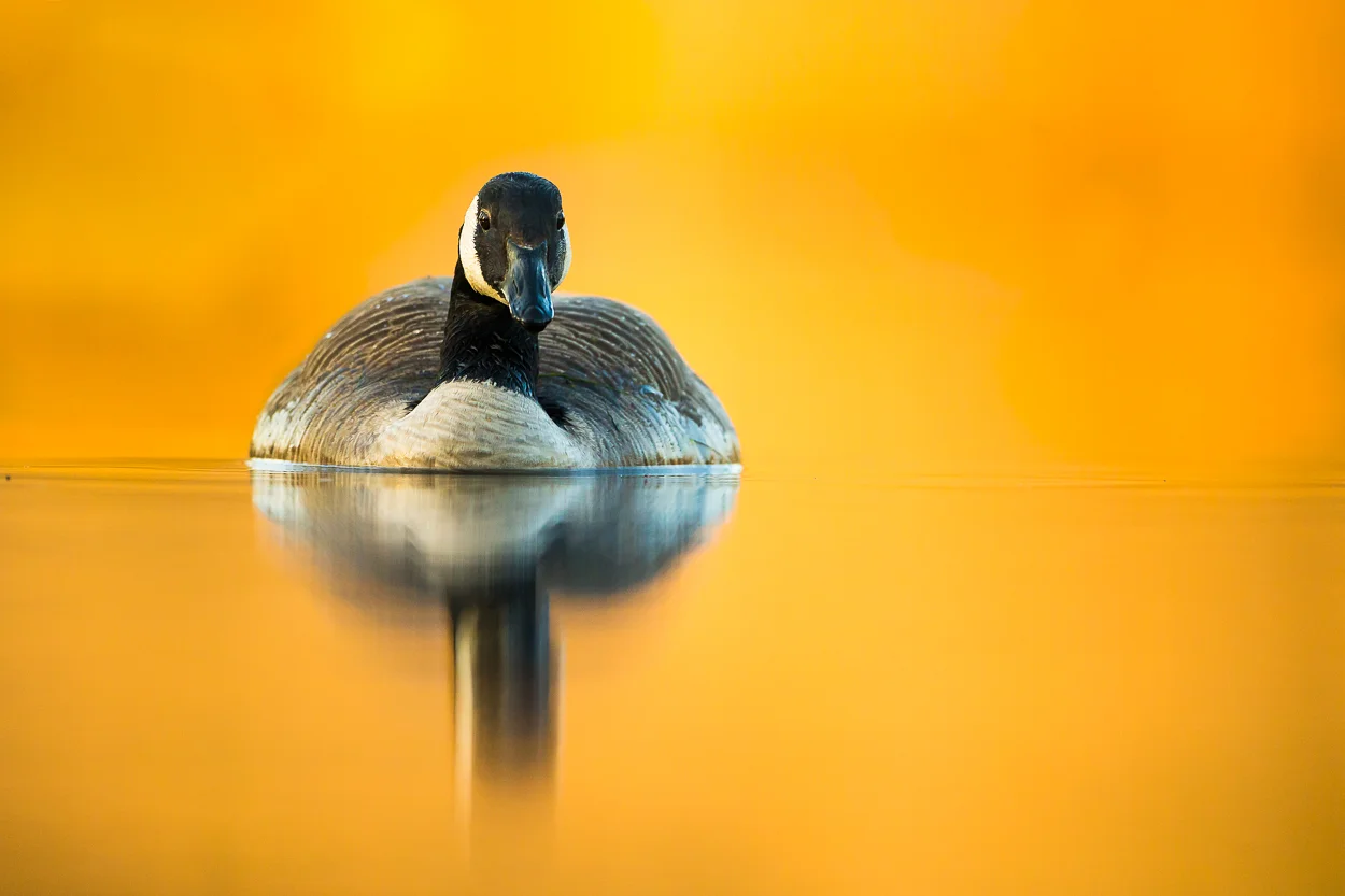 canada-geese_19.jpg