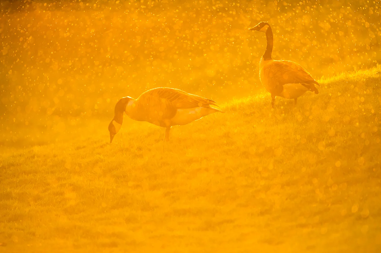 canada-geese_21.jpg