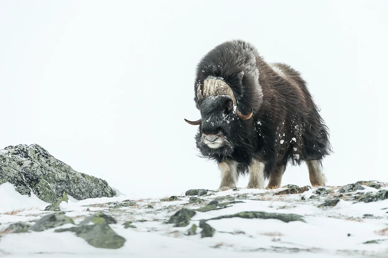 musk-ox-09.jpg