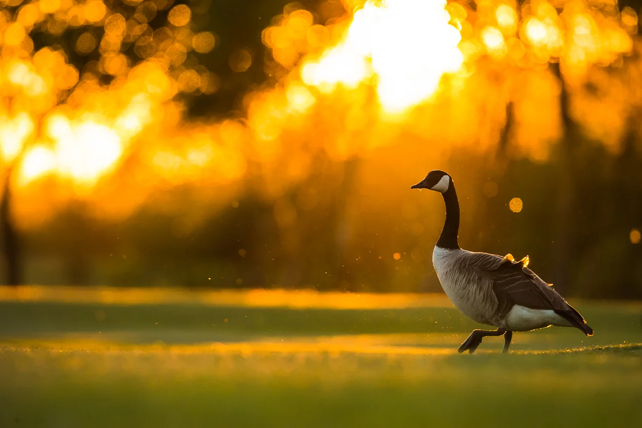 canada-geese_27.jpg