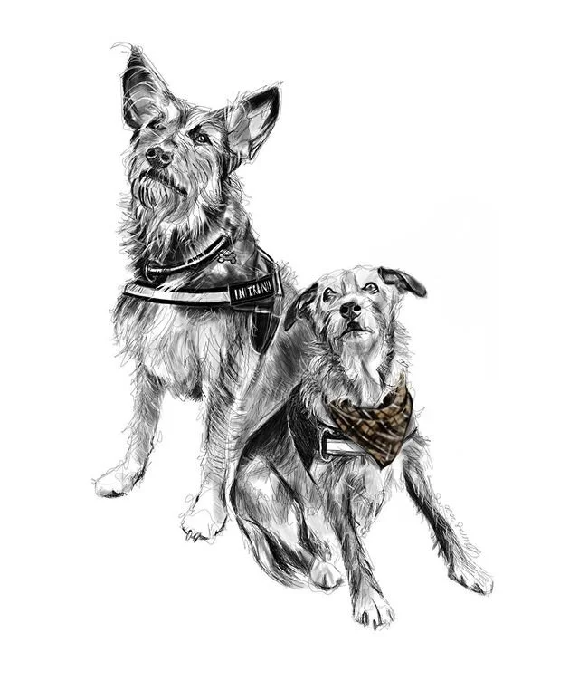 Sometimes I draw furry faces. This one is for my Dad of our lovely lil&rsquo; terror Bilbo (right) who we sadly lost recently aged 16 💜 .

#animalportrait #petportrait #illustration #illustrator #dogdrawing #digitaldrawing #digital #digitalart #hand
