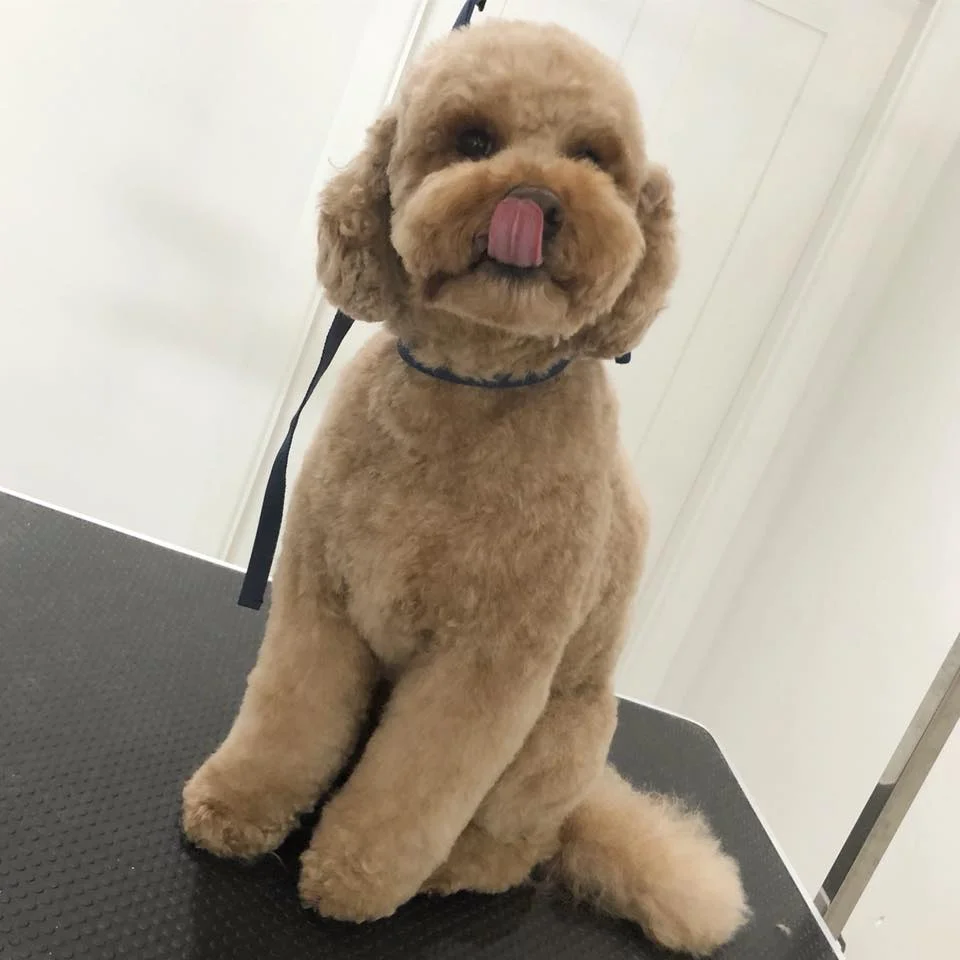 Local Dog Groomer.jpg