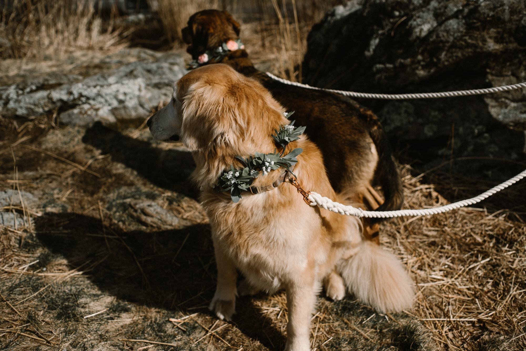 Emma and Jeddah - Intimate Luray Wedding - Shenandoah National Park Wedding - Adventure Elopement in Virginia - Shenandoah National Park Elopement_30.jpg