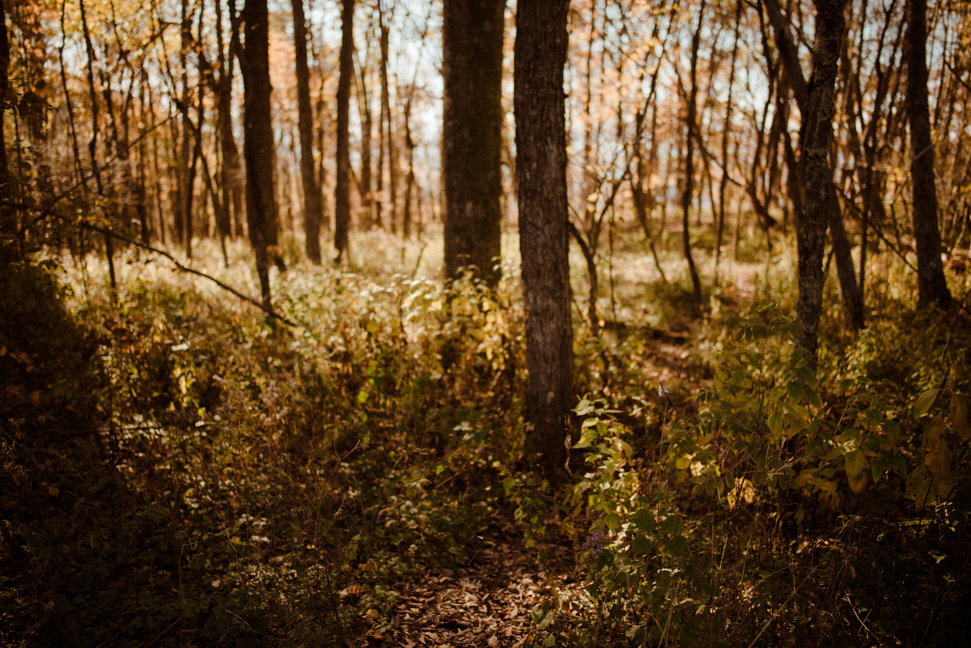 Emily and Ryan - Mountain Top Elopement - Shenandoah National Park - Blue Ridge Mountains Couple Photo Shoot in the Fall - White Sails Creative_2.jpg