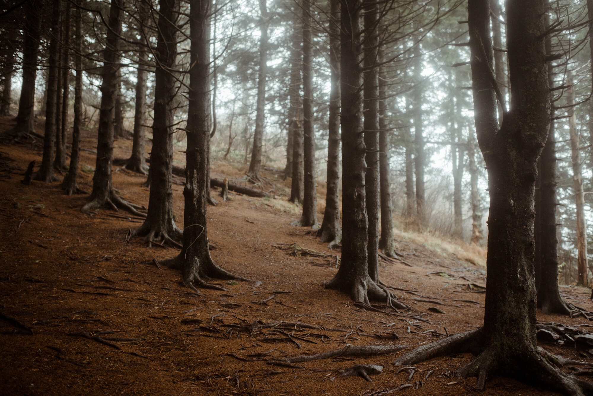 Blue Ridge Parkway Rainy Day Elopement - Shenandoah National Park Wedding - White Sails Creative_50.jpg