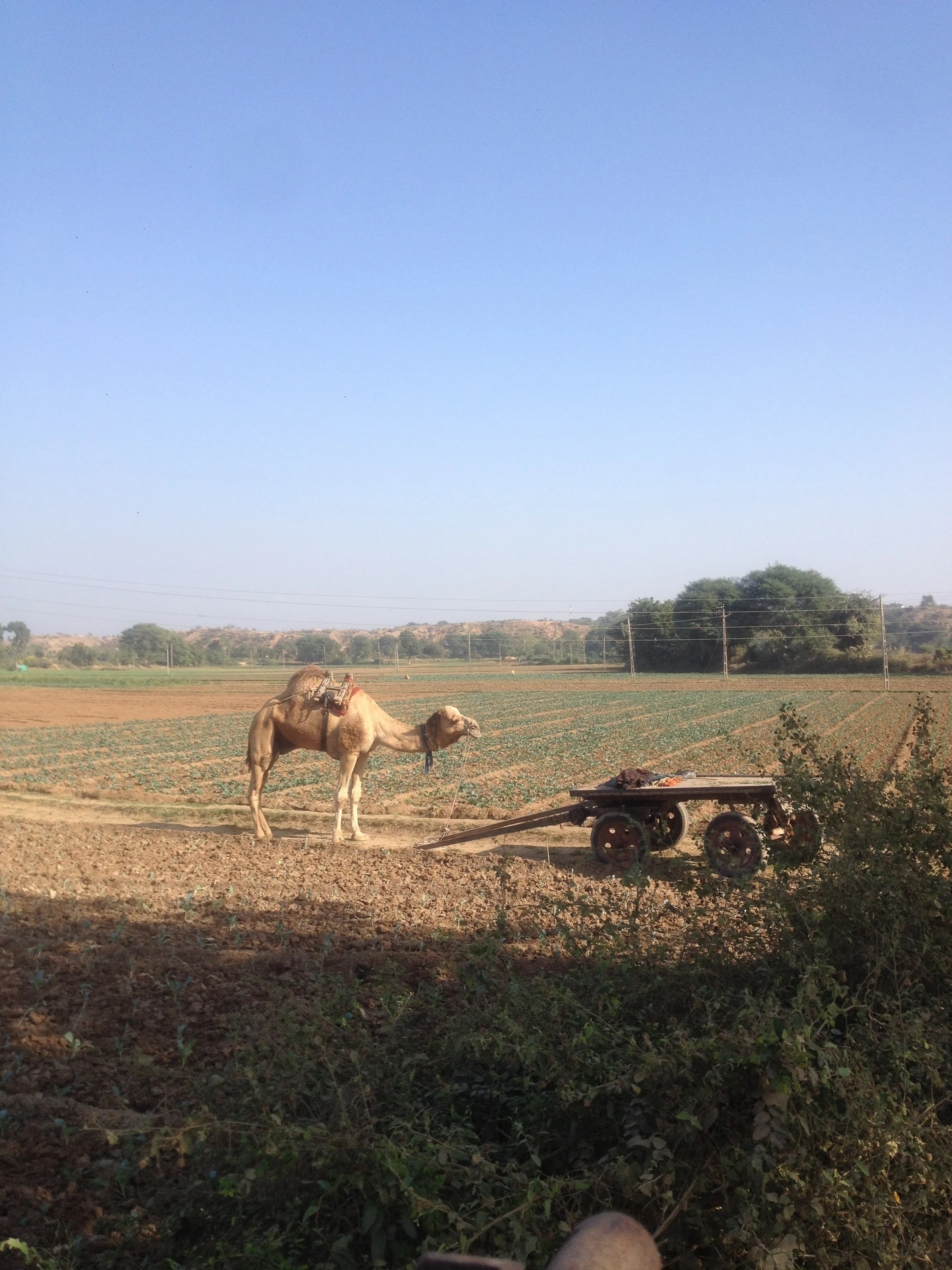 In my dad's village, Sampad