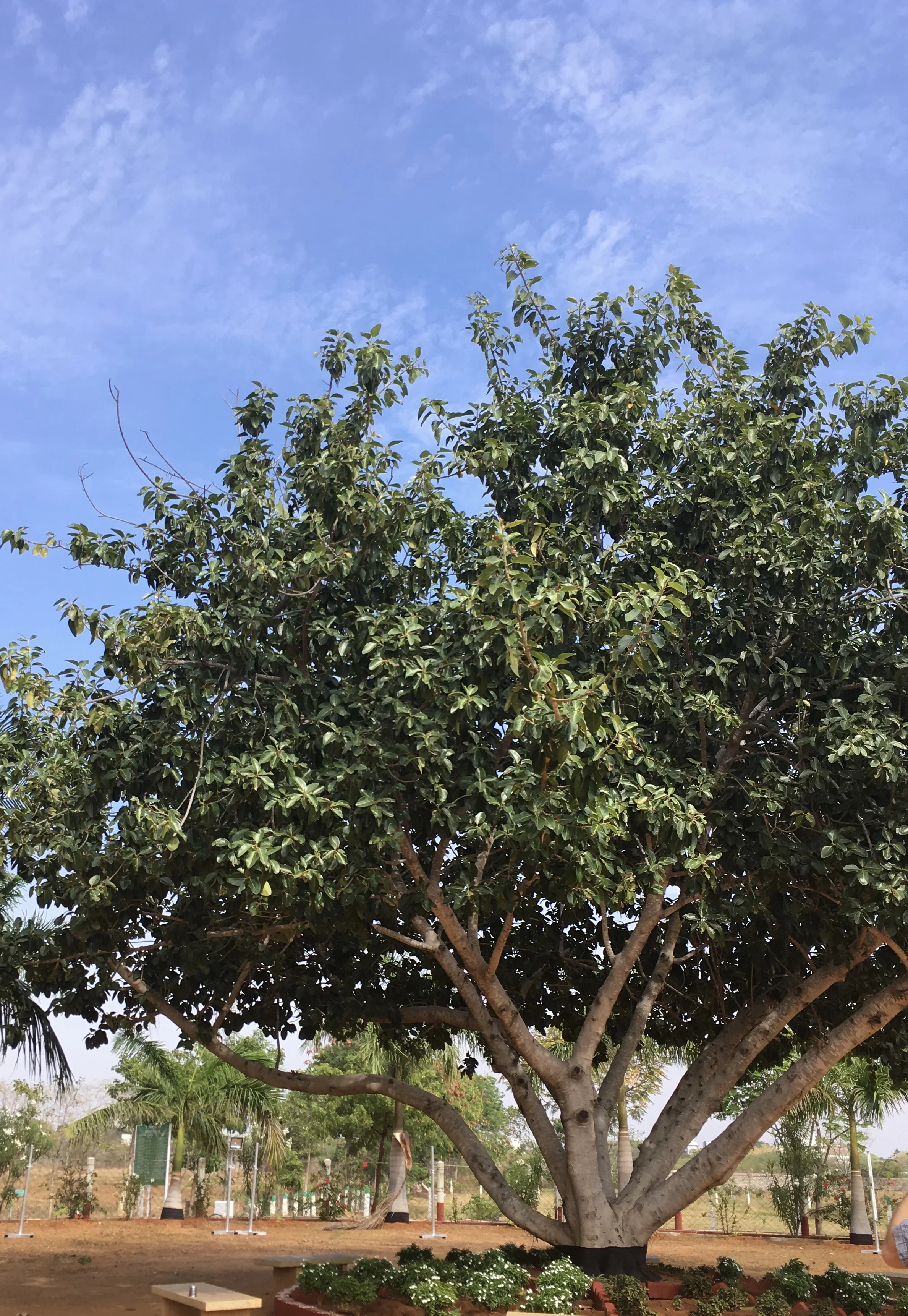 Tree planted by Dr. V