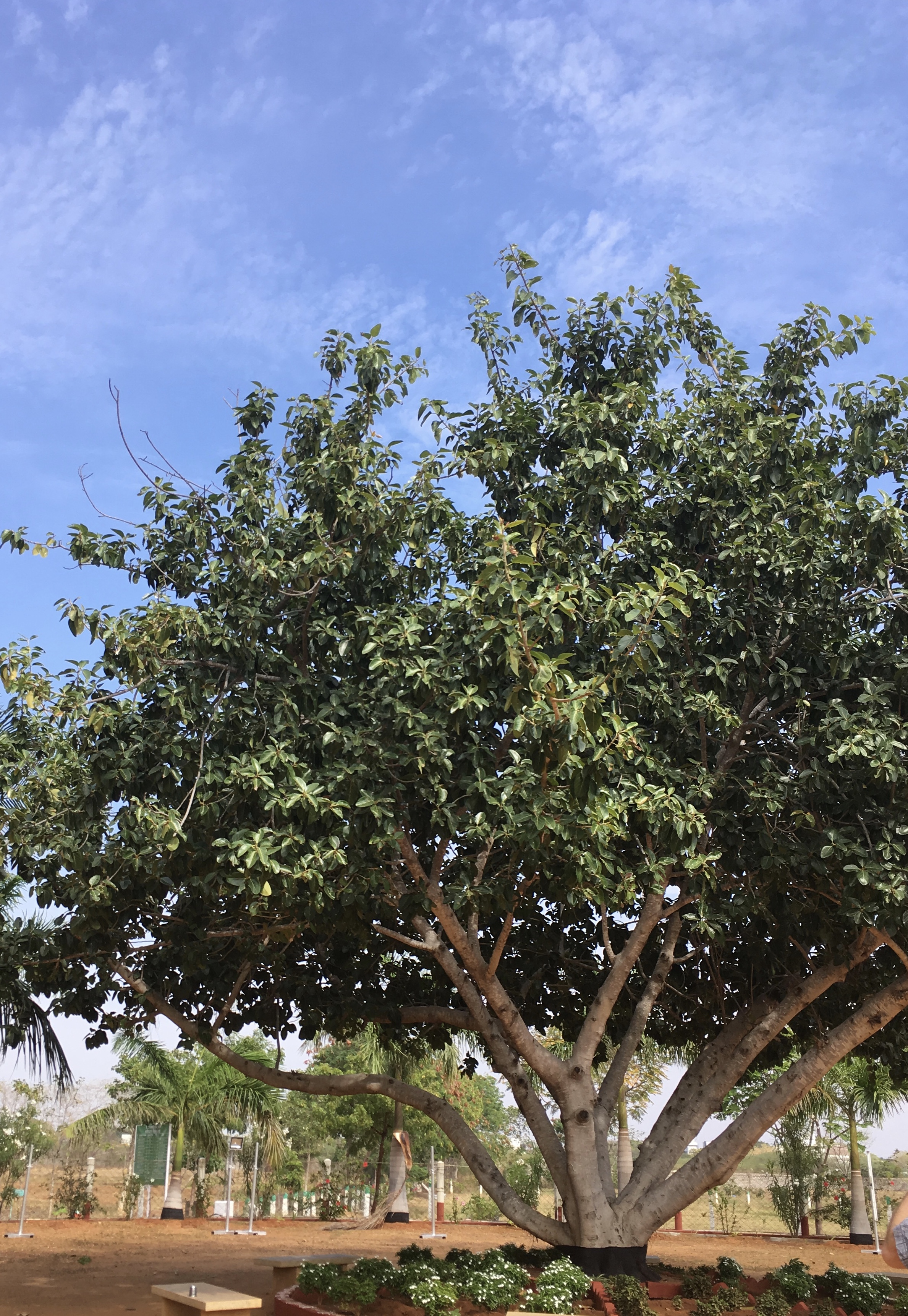 Tree planted by Dr. V