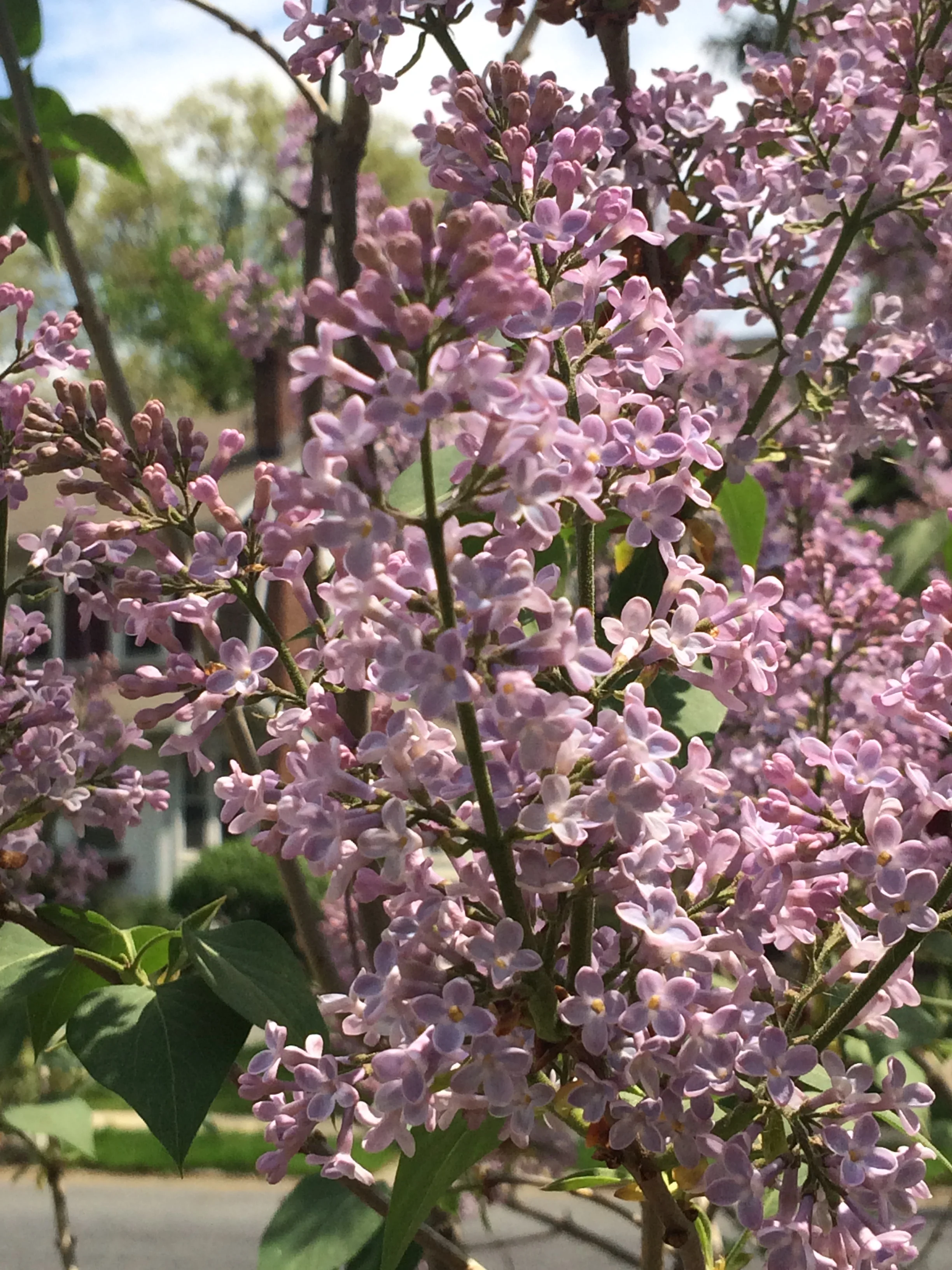lilacs.JPG