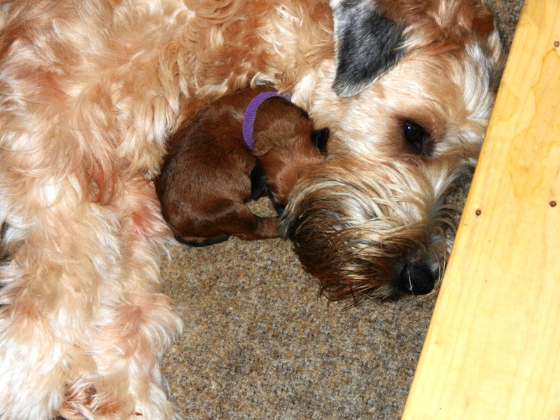 Purple Girl & Mom 10-27-12.jpg