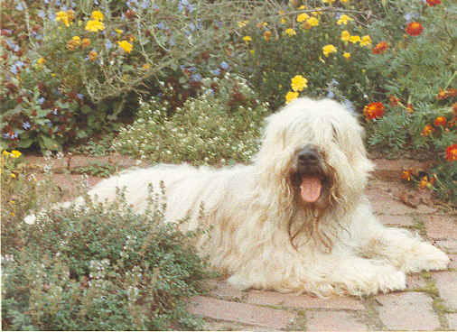 ballybae wheaten