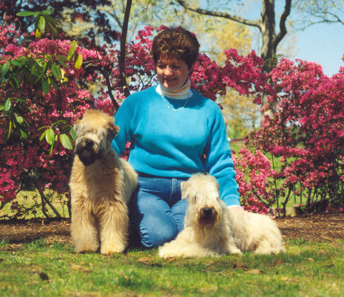 edgewood wheatens