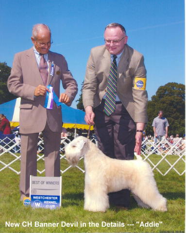 edgewood wheatens