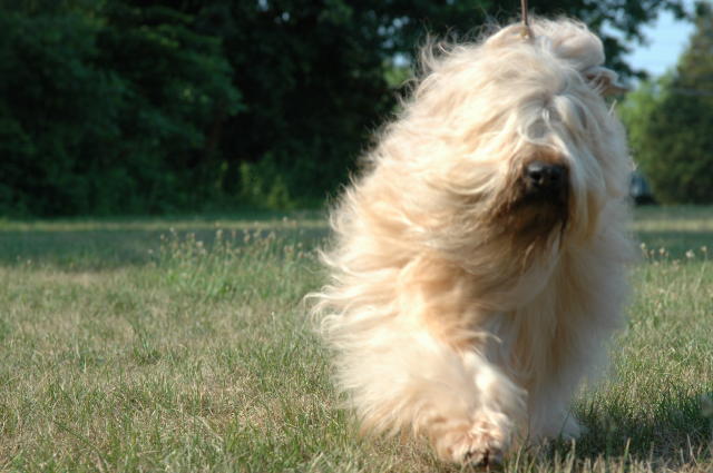 ballybae wheaten