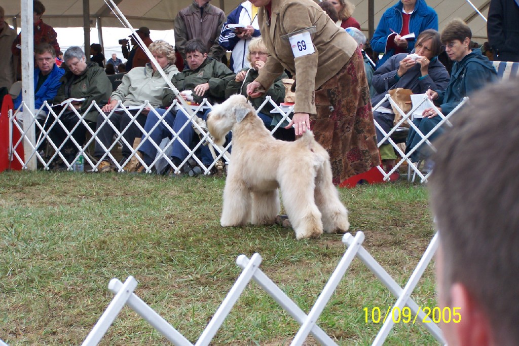 ballybae wheaten