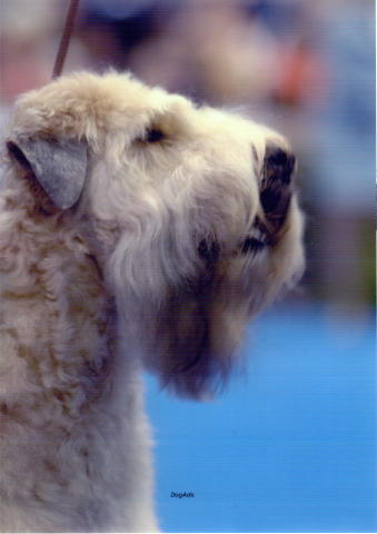 ballybae wheaten