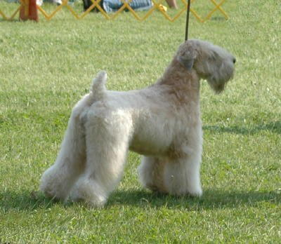 ballybae wheaten