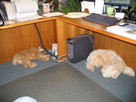 Addie and Lula working 02_05.jpg