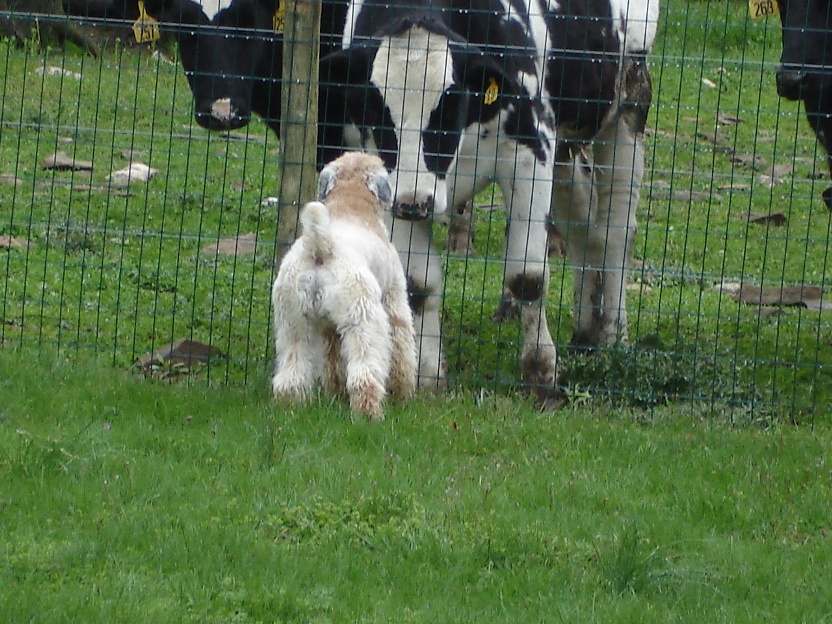 Bob and Cows 02-09 03.jpg