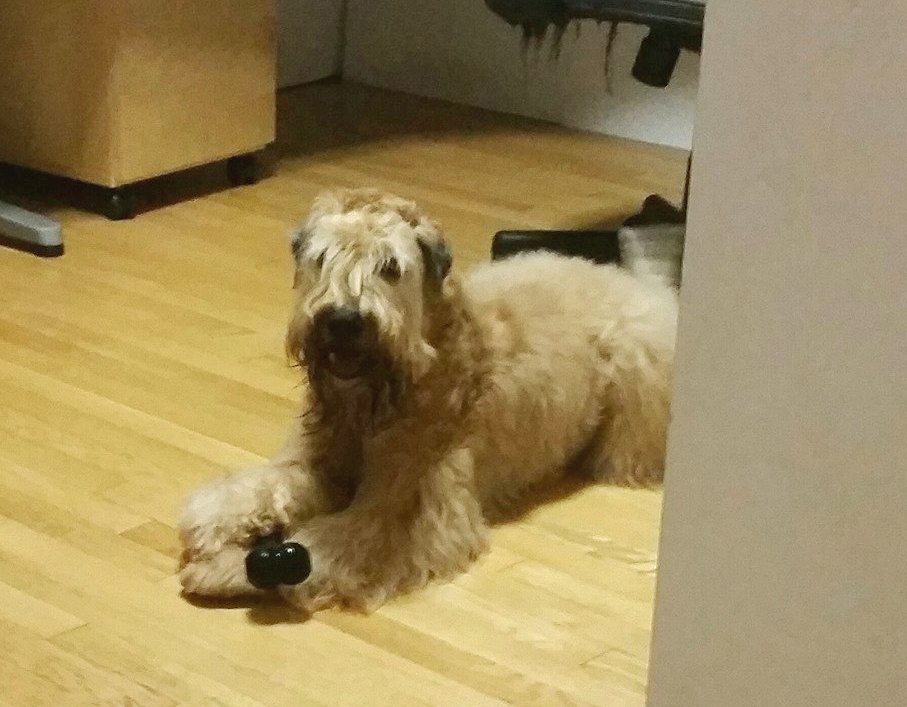 Zoey 10-28-14.jpg