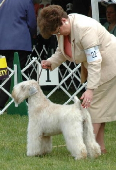 edgewood wheatens