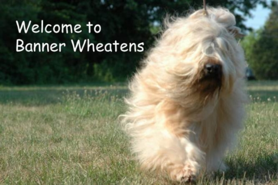 country wheatens