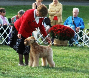 Blaine soft sale coated wheaten terrier