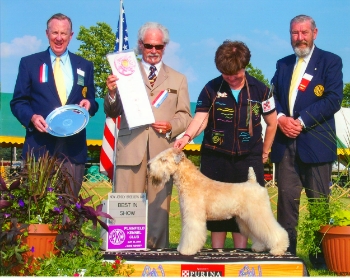 edgewood wheatens