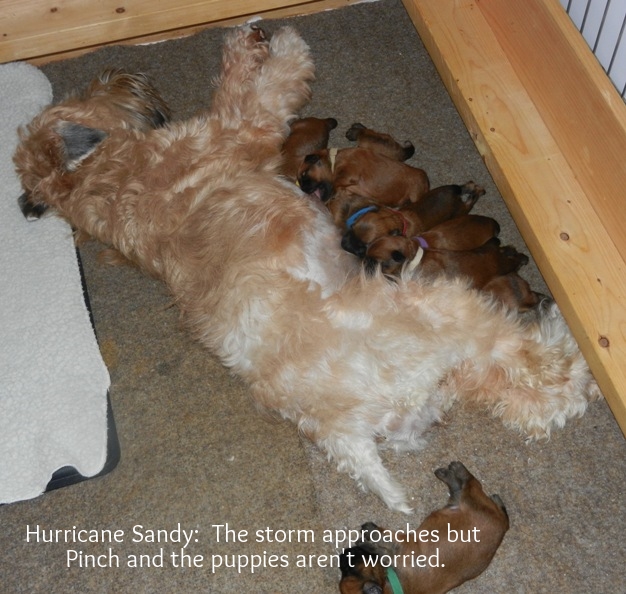The_storm_approaches_10-29-12.jpg