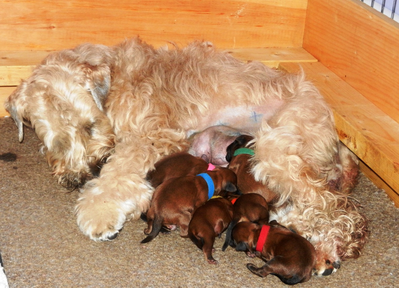 Pinch & puppies...Day One