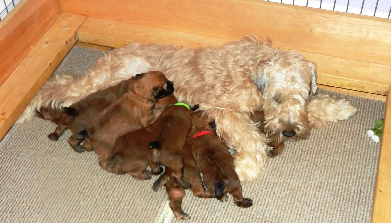 At age 3 1/2 weeks, it's getting crowded at the milk bar!