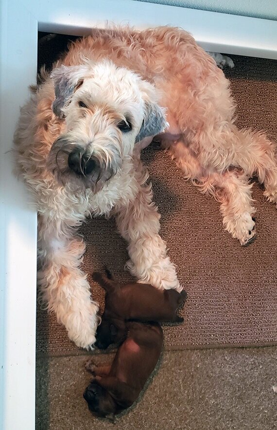 Berry and her pudgy pair!