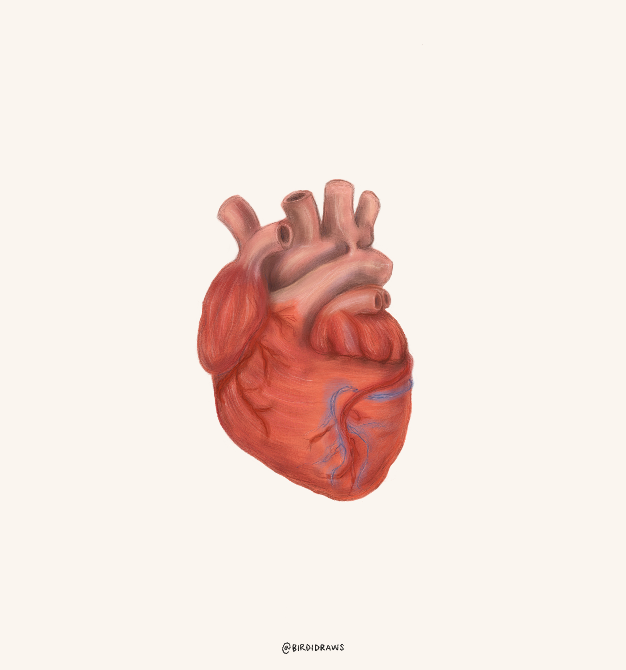 Heart Anatomy