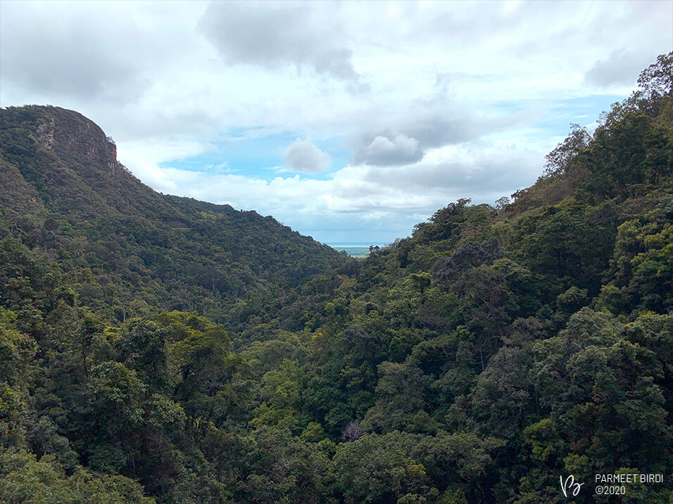  The Gondwana Rainforests of Australia 