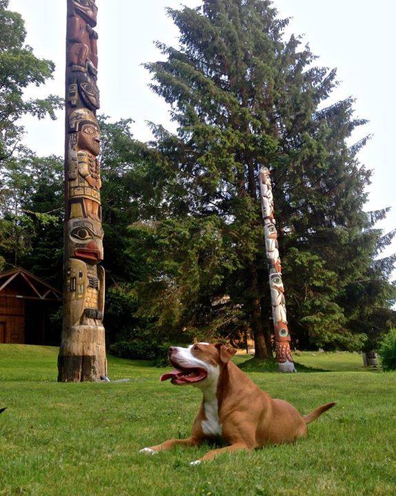 Chauncey, The Great Alaskan Bully! 