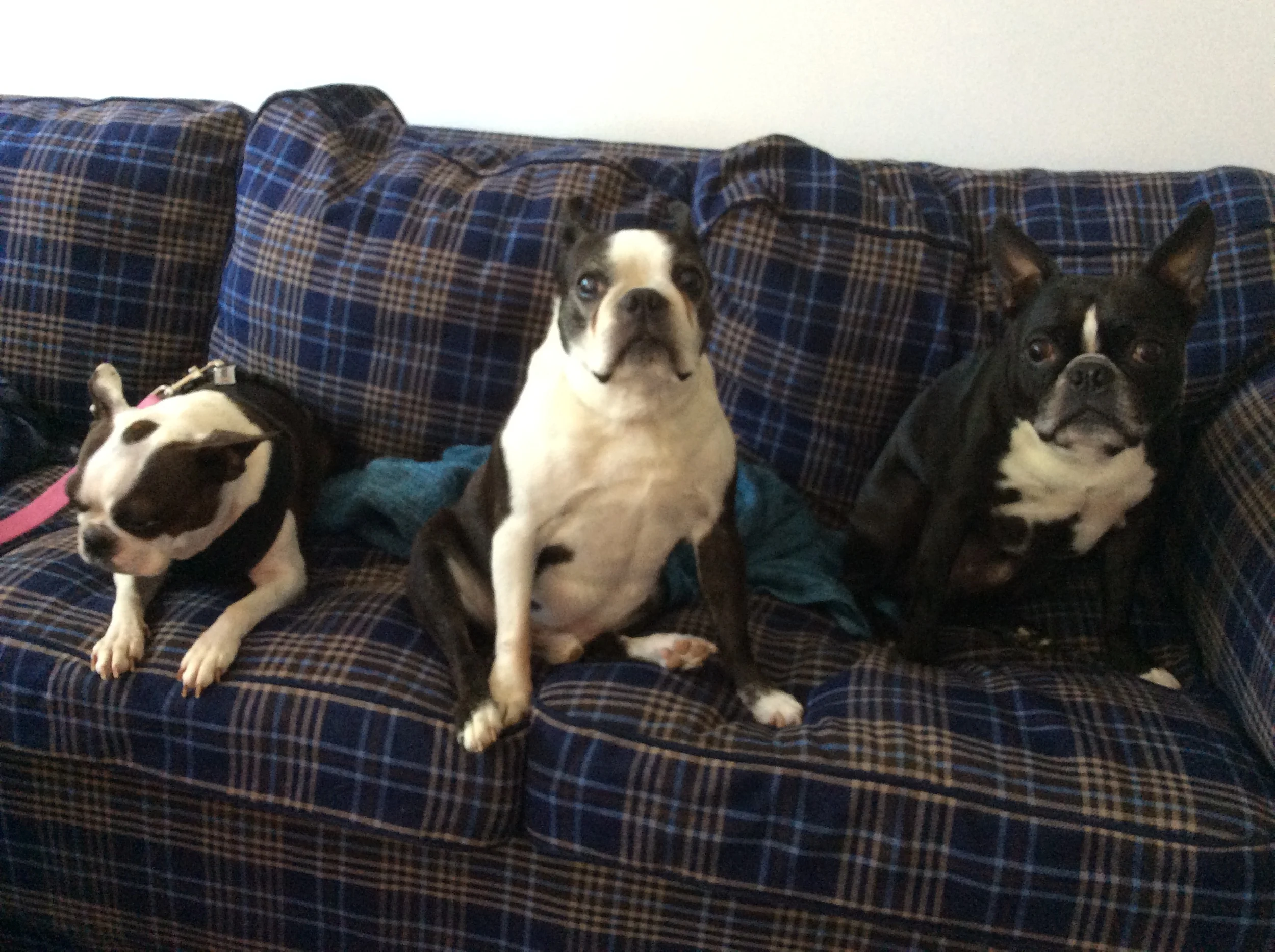 left to right: Abbey Von Rumplestein, Jiggs, Mouse