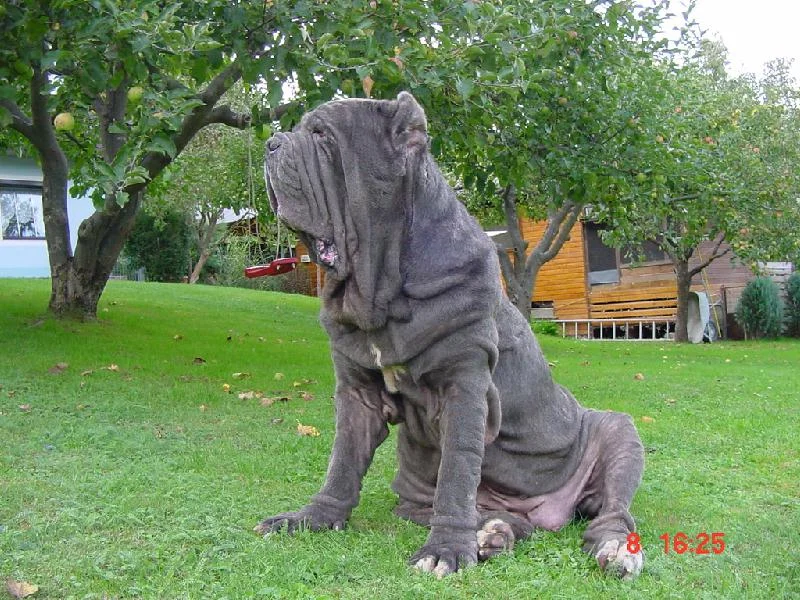 photocredit: dogbreedspuppies.blogspot.com