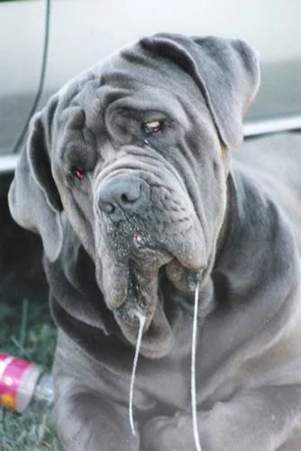 photo credit: doggielife.com