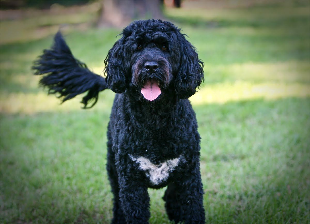 photo credit: notinthedoghouse.com